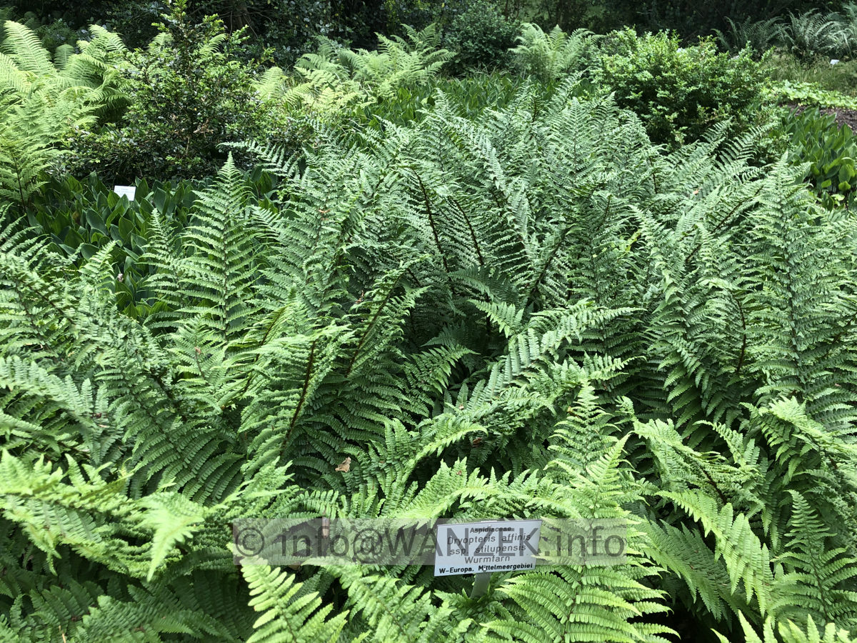 Dryopteris affinis stilupensis 001.JPG